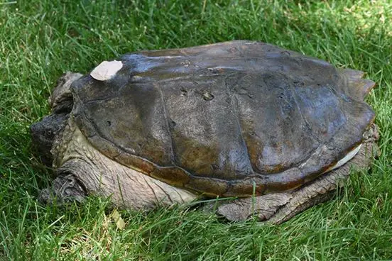 turtle stabbed with screwdriver