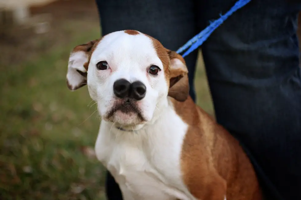 dog with two noses