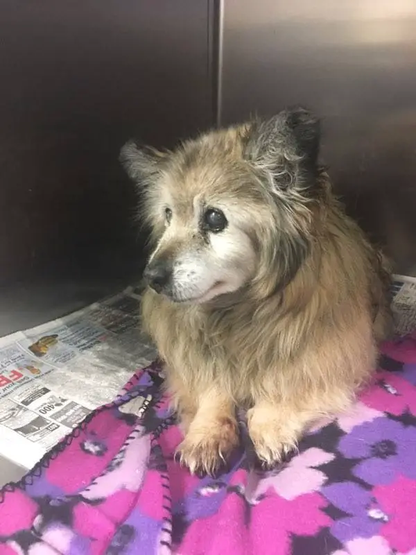 senior dog rescued