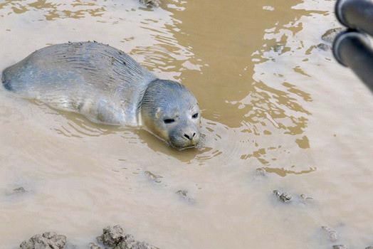 baby seal