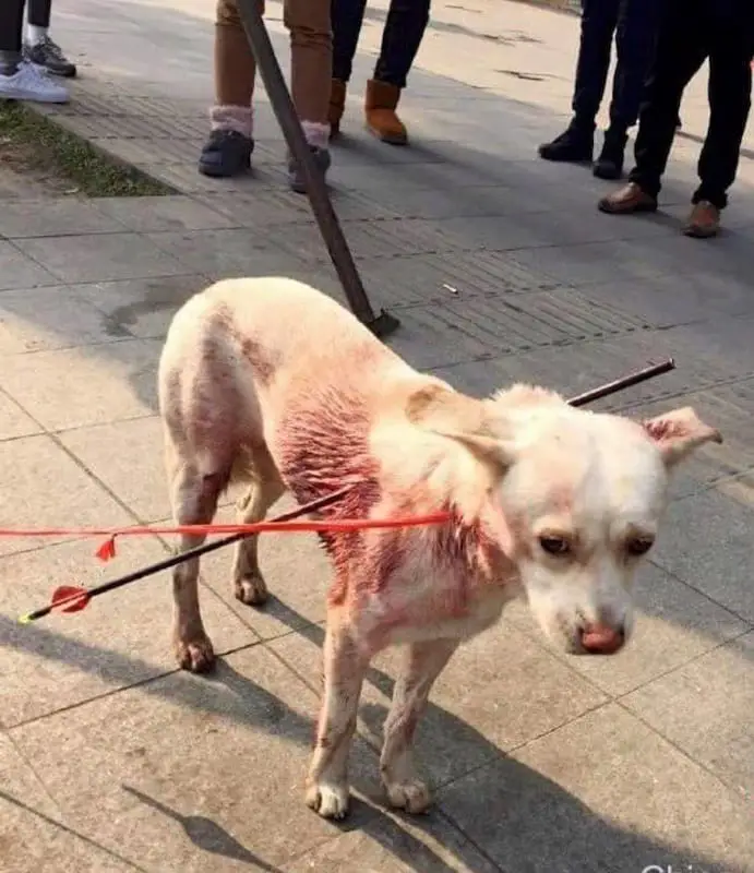 dog shot with two arrows