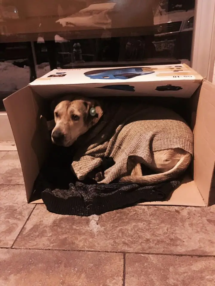 dogs sleep in mall