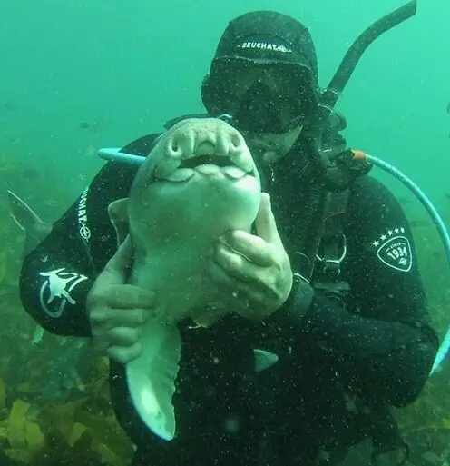 shark swims for cuddles