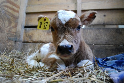 calf at auction