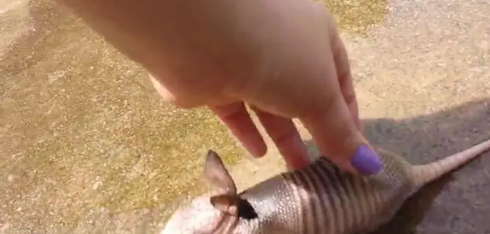 baby armadillo