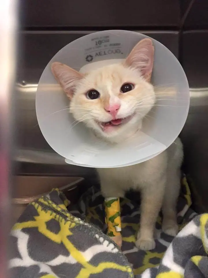 crooked jaw cat