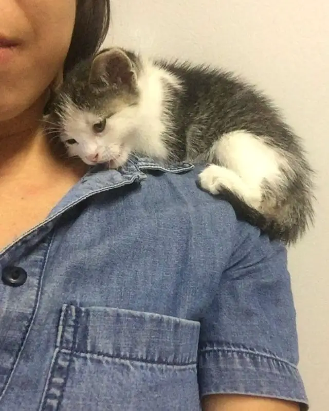 kitten in pallet yard