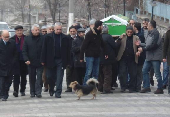 dog visits grave