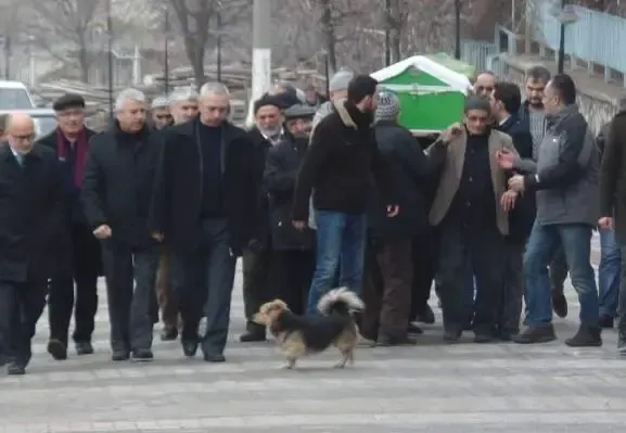 dog visits grave