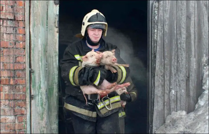 piglet rescue