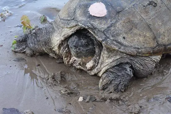 turtle stabbed with screwdriver