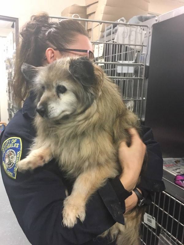 senior dog rescued
