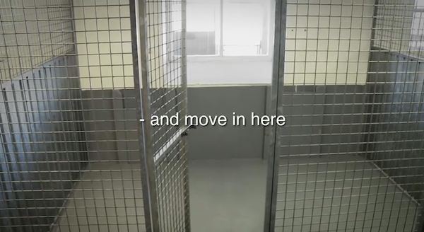 dog's home away from home