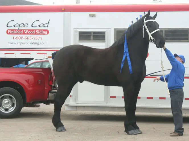 largest horses