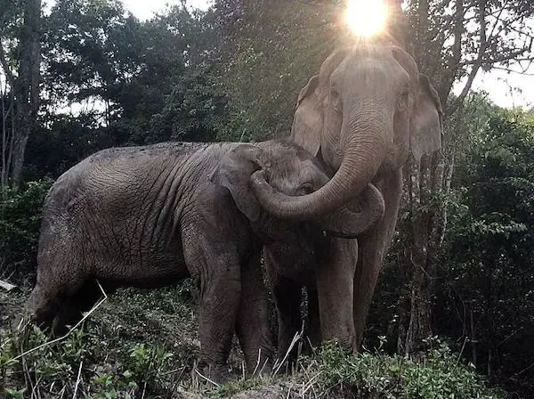 elephants reunited