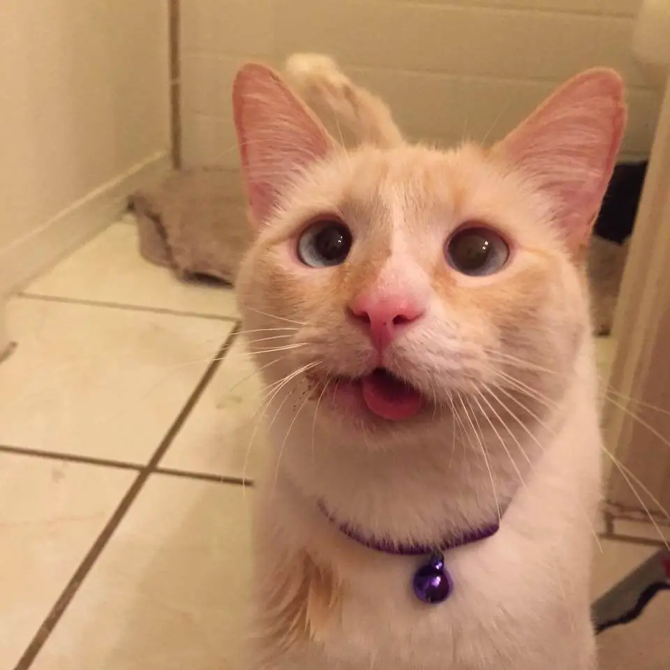 crooked jaw cat