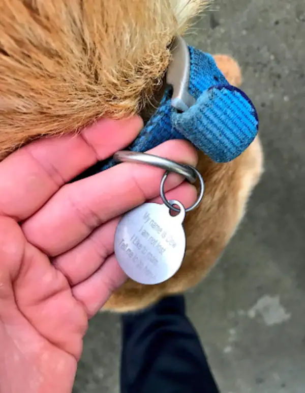 lost dog name tag