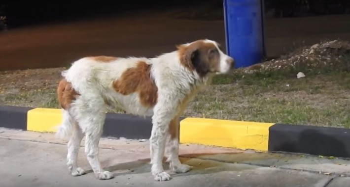 abandoned dog