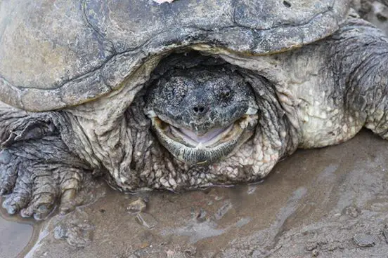 turtle stabbed with screwdriver