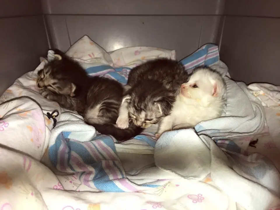 kittens wrap up