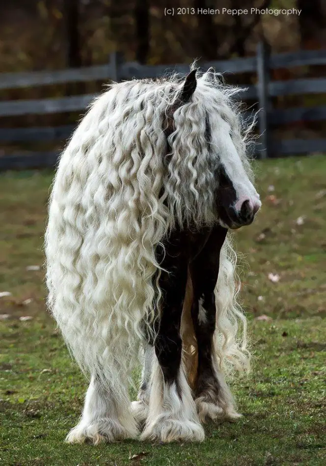 fluffy animals