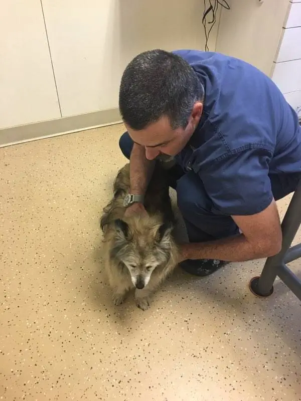 senior dog rescued