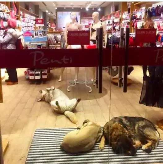 dogs sleep in mall