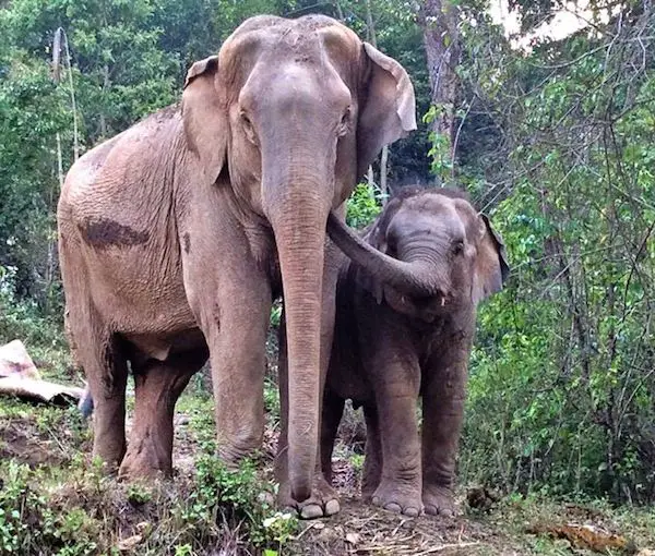 elephants reunited