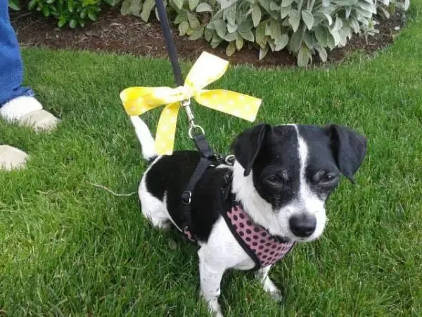 yellow ribbon