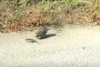 rat and snake