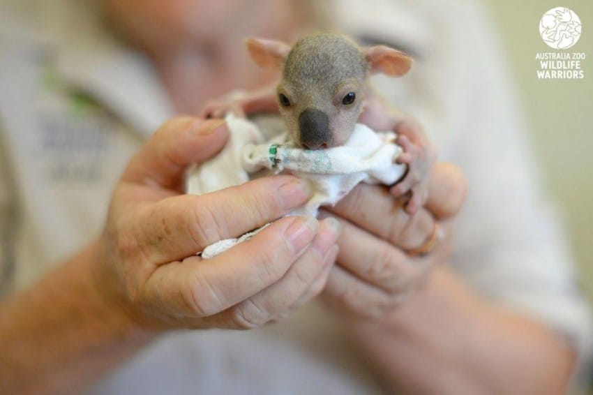 dogs rescue tiny animal