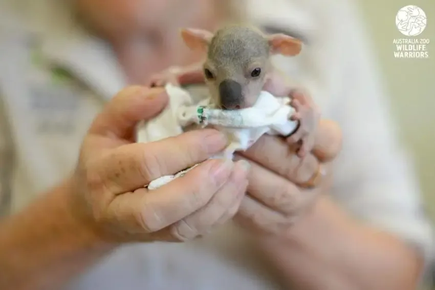 dogs rescue tiny animal