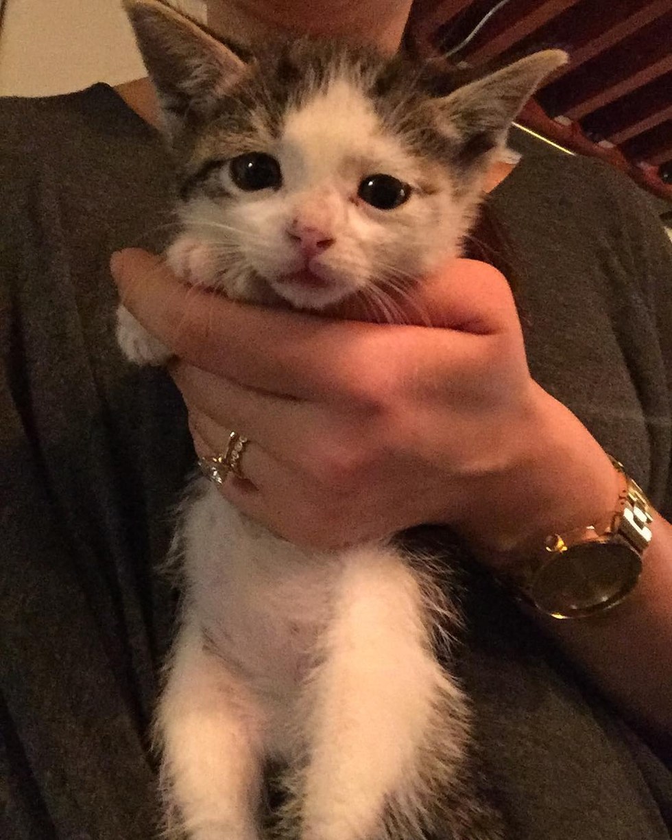 kitten in pallet yard