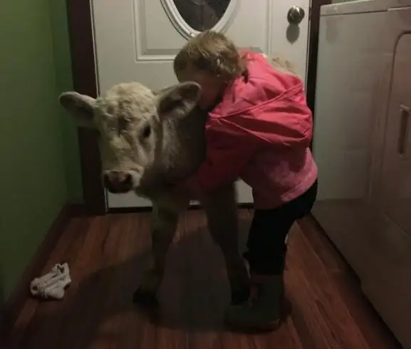 baby and cow