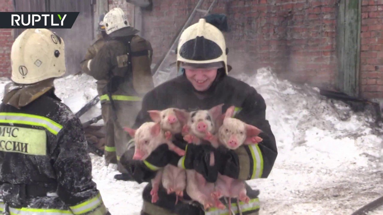 piglet rescue