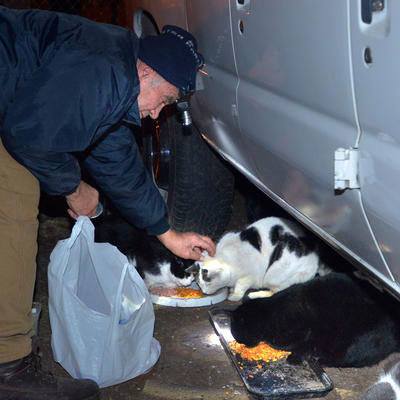 feeding cats for 22 years