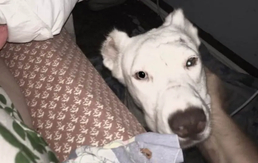 abused dog