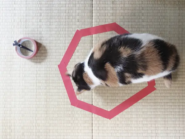 cats and circles