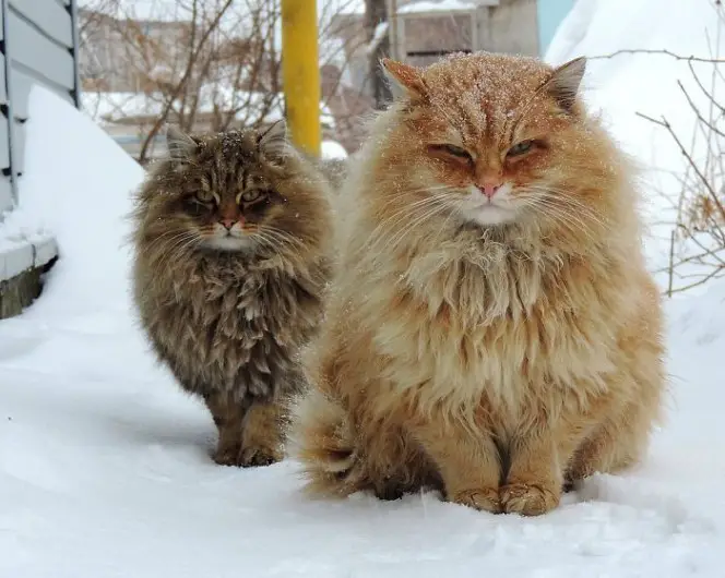 fluffy animals