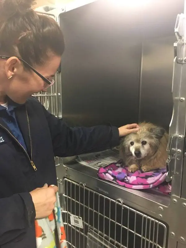 senior dog rescued