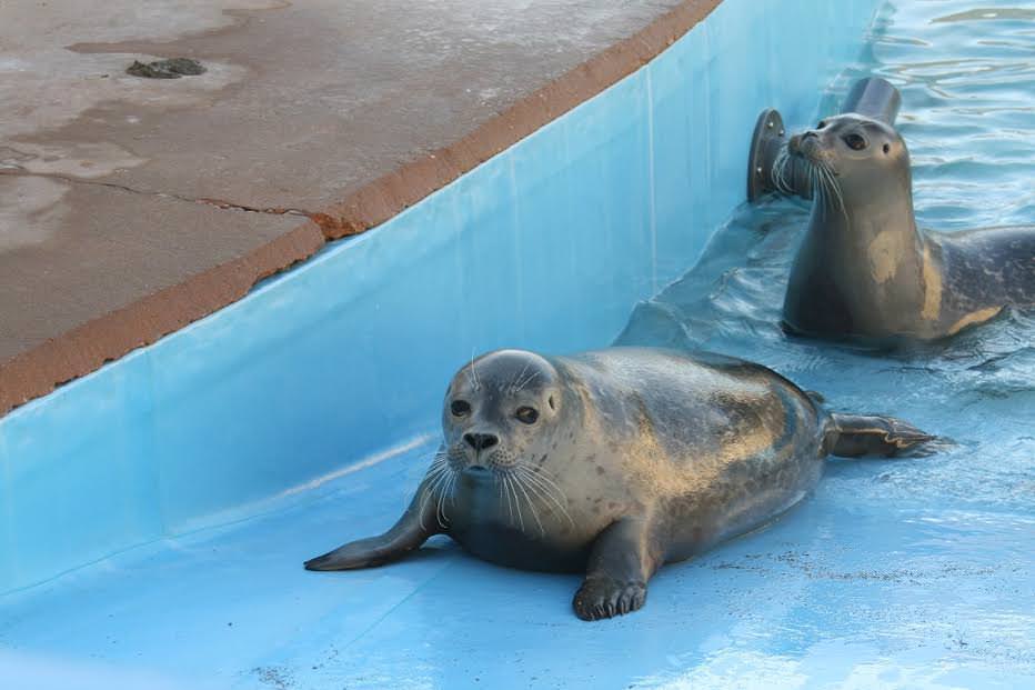 baby seal