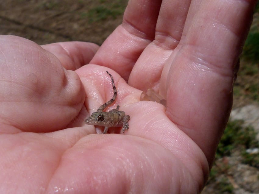 lizard eggs