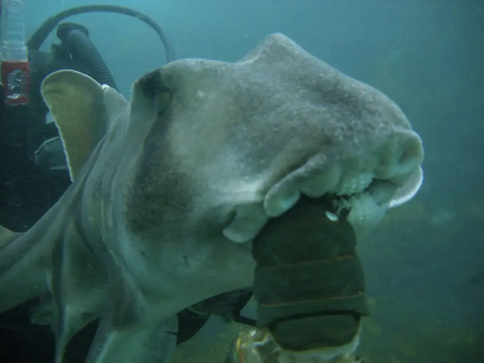 shark swims for cuddles