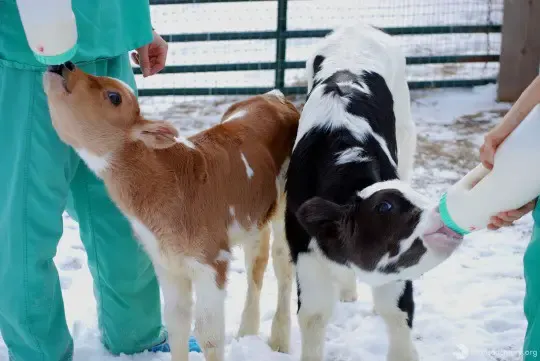calf at auction