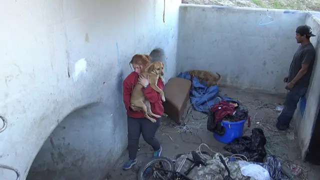 stray dogs rescued