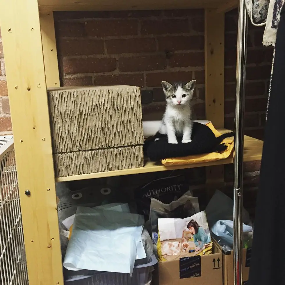 kitten in pallet yard