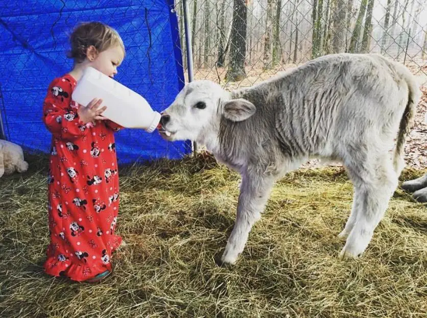 baby and cow