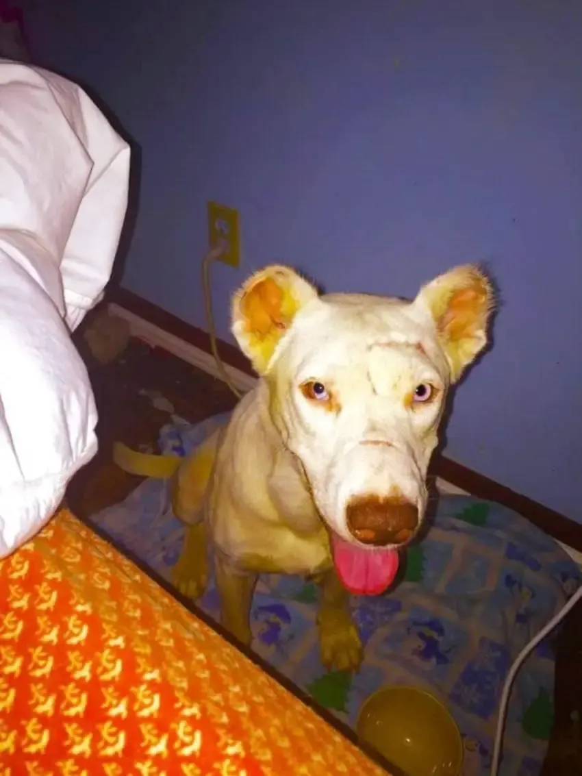 abused dog