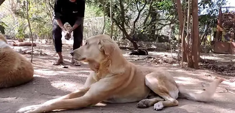 dog tumor healed