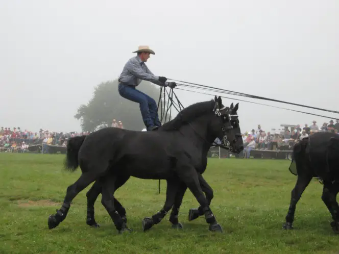 largest horses